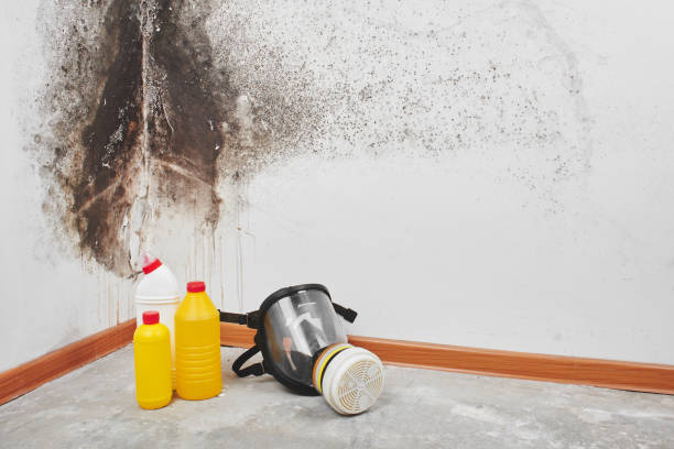 Best Localized Mold Remediation (e.g., coastal areas, humid climates) in Croswell, MI