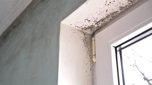Professional Mold Remediation in Croswell, MI