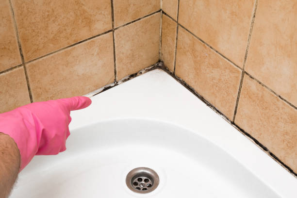 Best Bathroom Mold Remediation in Croswell, MI