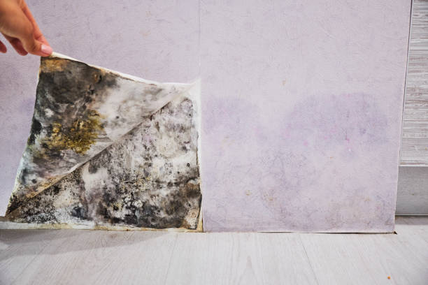 Best Residential Mold Remediation in Croswell, MI